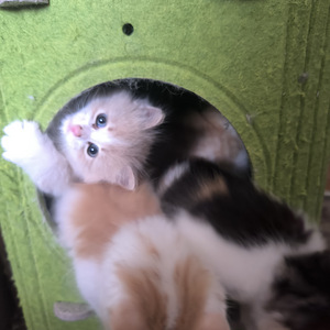 Котята (3 фото из 5)