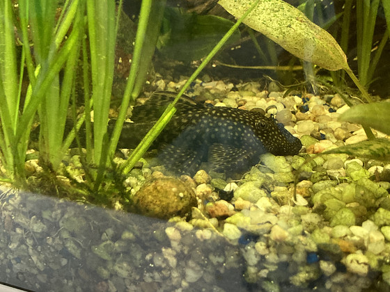 Ancistrus