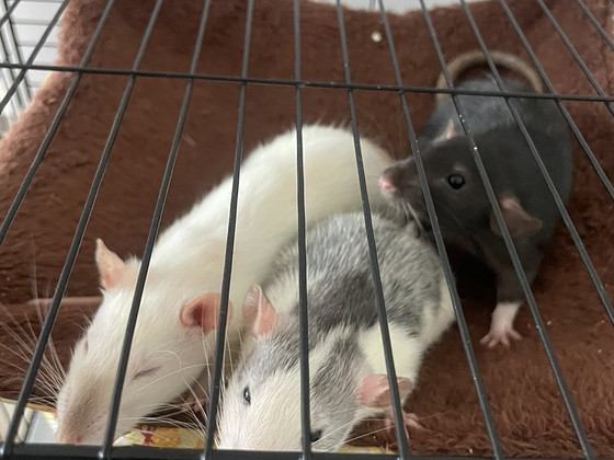Annan ära kolm noort rotti koos suure puuriga