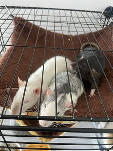 Annan ära kolm noort rotti koos suure puuriga (1 foto / 1)