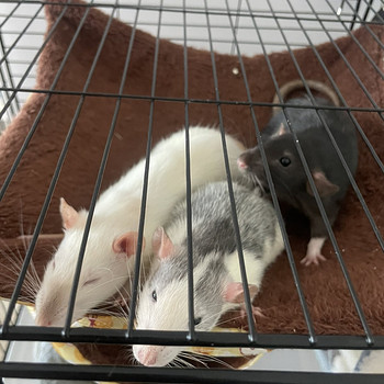 Annan ära kolm noort rotti koos suure puuriga