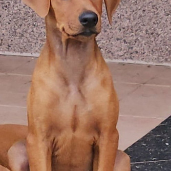 Saksanpinserin pennut