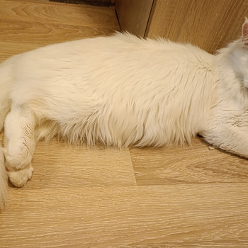 Котенок Мейн-кун