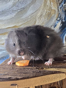 Сирийские хомяки девочки (5 фото из 5)
