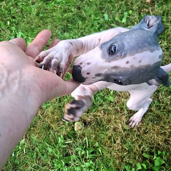 Exotic puppies