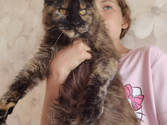 Maine Coon