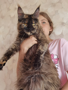 Maine Coon (1 фото из 4)