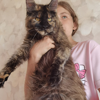 Maine Coon