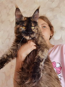Maine Coon (2 фото из 4)
