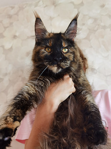 Maine Coon (3 фото из 4)