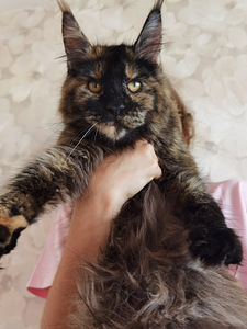 Maine Coon (4 фото из 4)