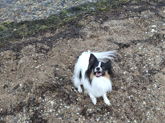 Papillon otsib pruuti.