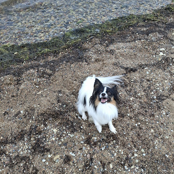 Papillon otsib pruuti.
