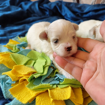 Malta bichon
