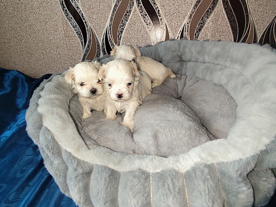 Malta bichon