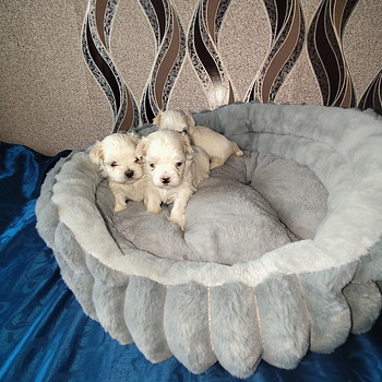 Malta bichon