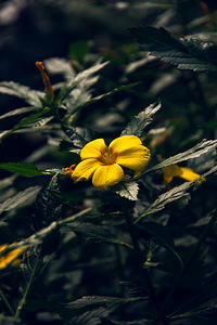 Nikon D7100 комплект (9 фото из 10)