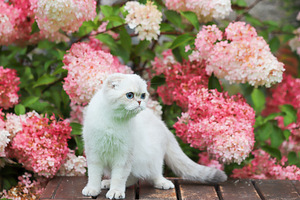Scottish Fold (с родословной) (2 фото из 4)