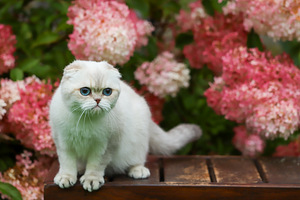 Scottish Fold (с родословной) (3 фото из 4)