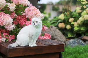 Scottish Fold (с родословной) (4 фото из 4)