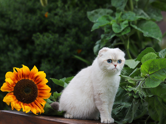 Scottish Fold (Tõutunnistusega)