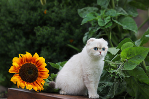 Scottish Fold (с родословной) (1 фото из 4)