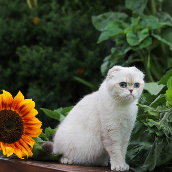 Scottish Fold (с родословной)
