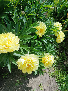 Пион Bartzella (1 фото из 1)