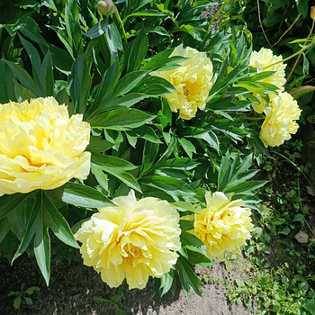 Пион Bartzella