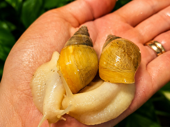Lissachatina fulica - Aafrika hiidtigu