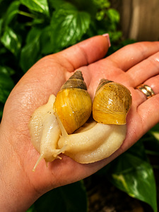 Lissachatina fulica - Aafrika hiidtigu (1 foto / 1)
