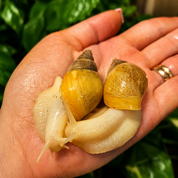 Lissachatina fulica - Aafrika hiidtigu