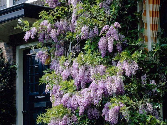 Wisteria rosea
