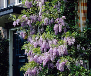Wisteria rosea (1 фото из 1)