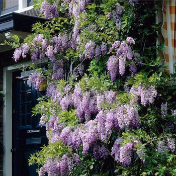 Wisteria rosea