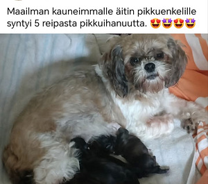 Shiapsopennut (5 valokuva sivusta 6)