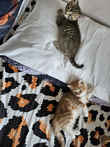 Котята (1 фото из 6)