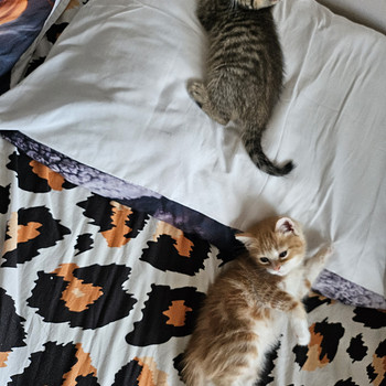 Котята