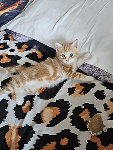 Котята (4 фото из 6)