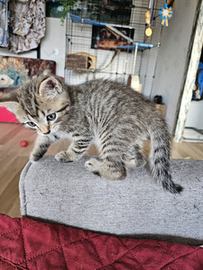 Котята (2 фото из 6)