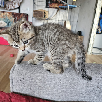 Kassipojad