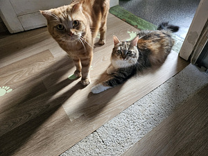 Котята (3 фото из 6)