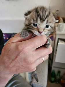 Котята (6 фото из 6)