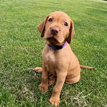 Ungāru vizsla