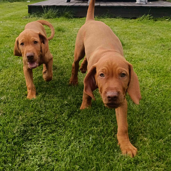Ungāru vizsla