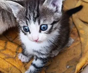 Котята (1 фото из 3)