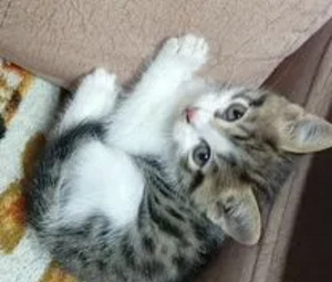 Котята (2 фото из 3)