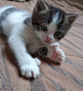 Котята (3 фото из 3)