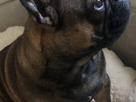 Prantsuse buldog