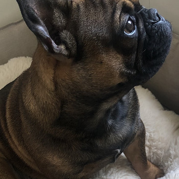 Prantsuse buldog